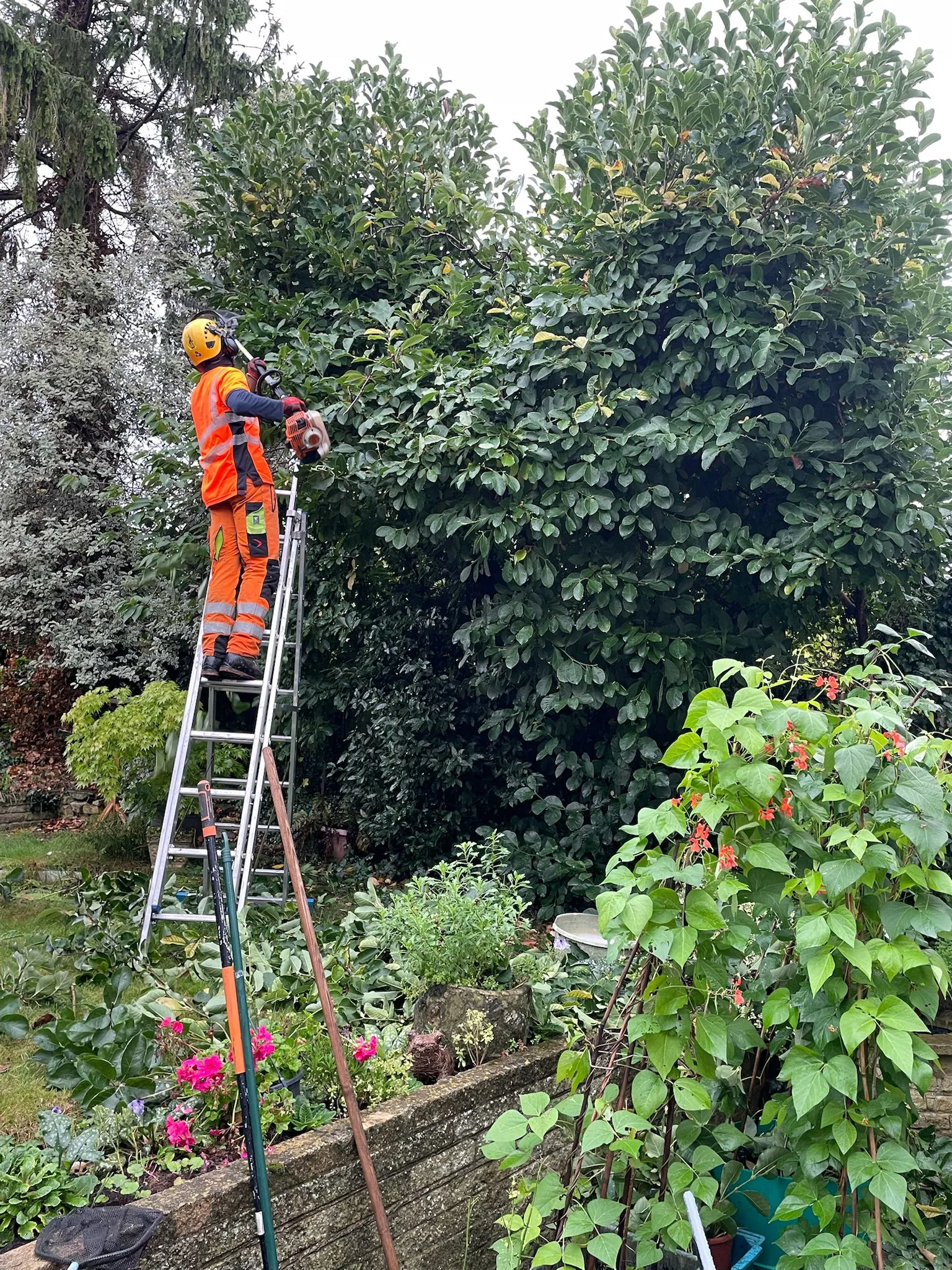 A man on a ladder working in a garden.