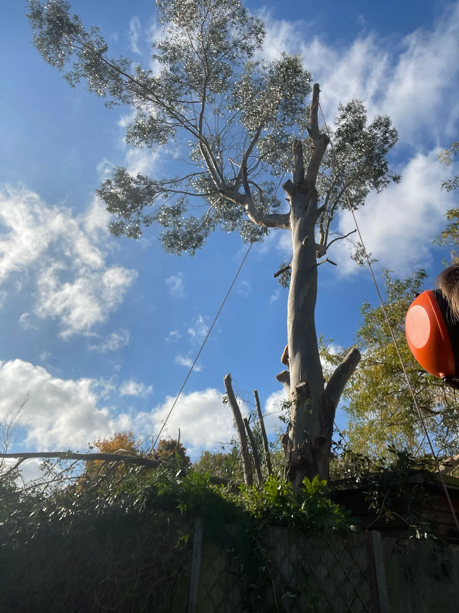 A man is holding a frisbee in front of a tree.