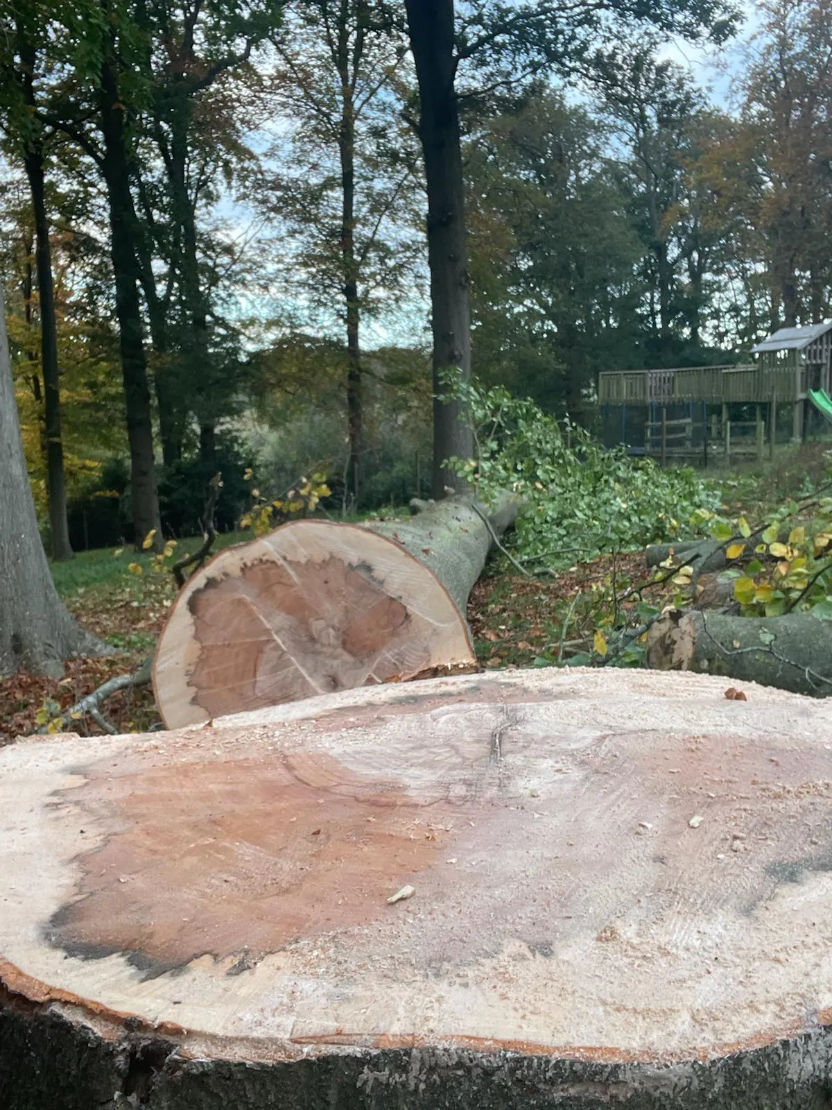 A large tree stump in the middle of a forest.