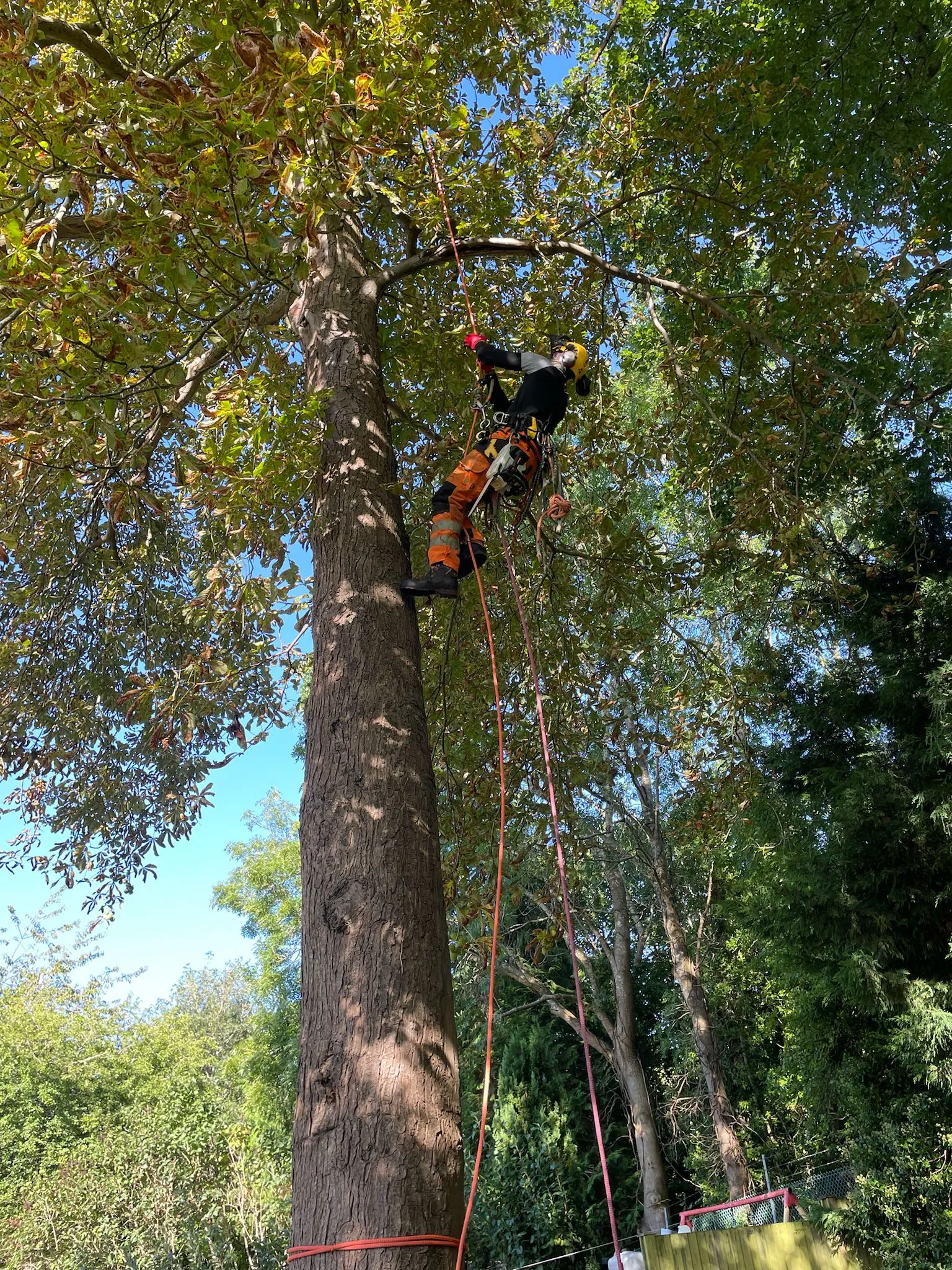 A man on a rope attached to a tree.