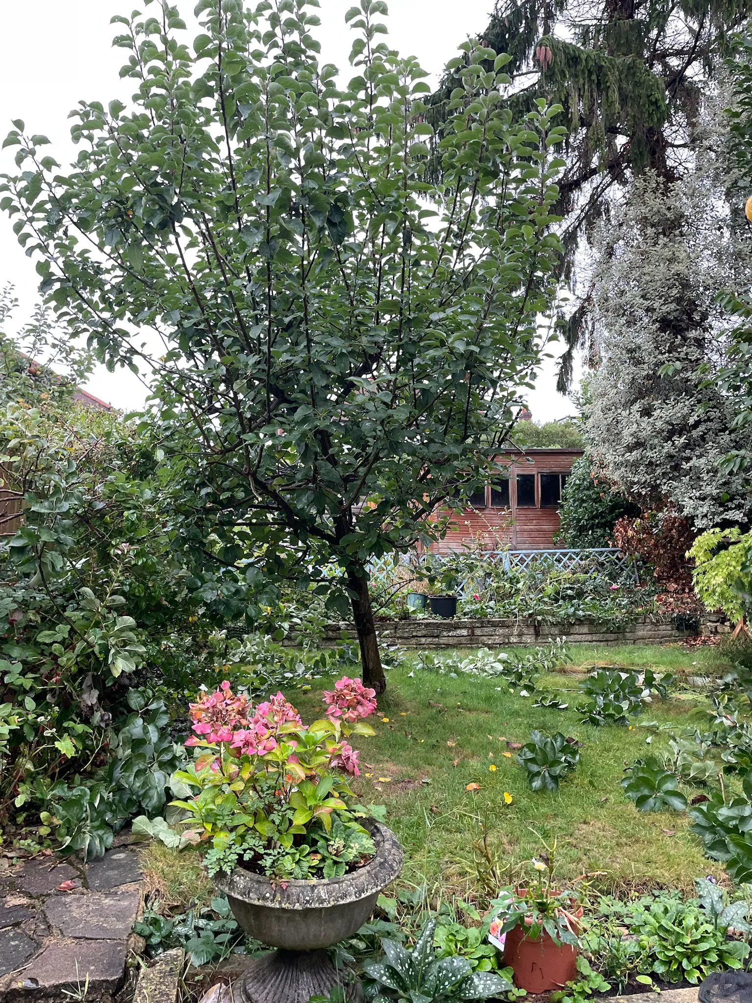 A garden filled with lots of different types of flowers.